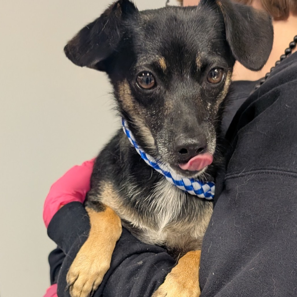 Shelter Stray Male Dog last seen , Greenville, SC 29609