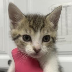 Shelter Stray Male Cat last seen , Greenville, SC 29609