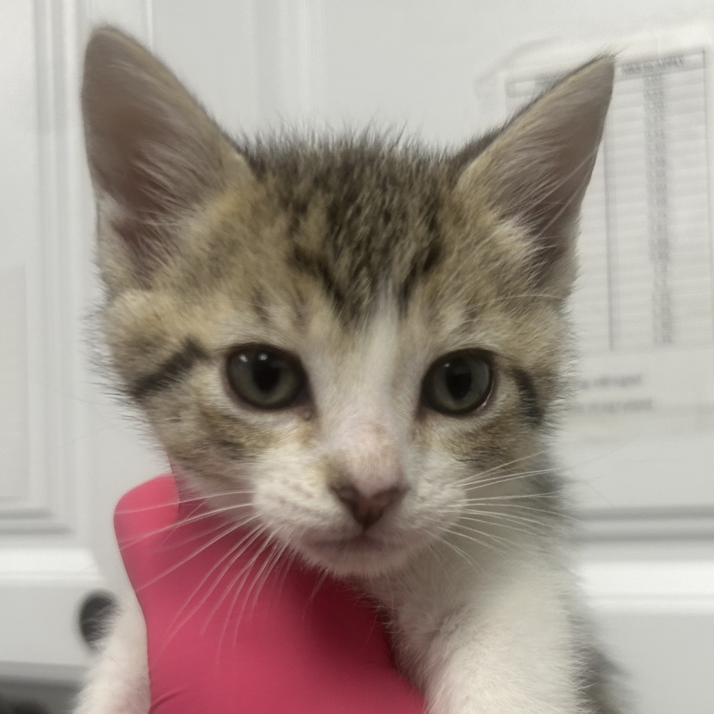 Shelter Stray Male Cat last seen , Greenville, SC 29609