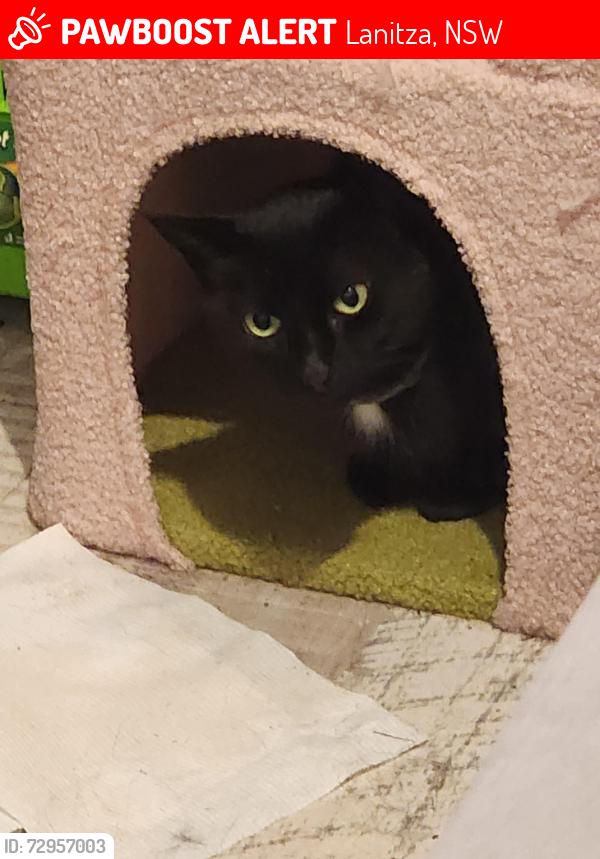 Lost Male Cat last seen Qwyarigo Road and Orara Way, near the railway track, Lanitza, NSW 2460