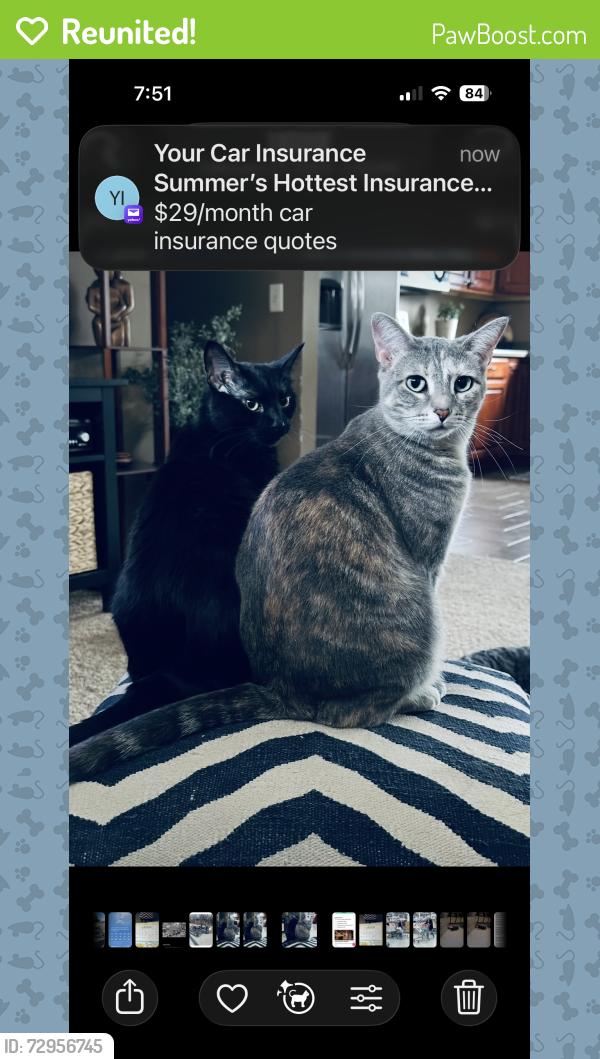 Reunited Female Cat last seen Sertoma and Stoney Creek, Sioux Falls, SD 57106