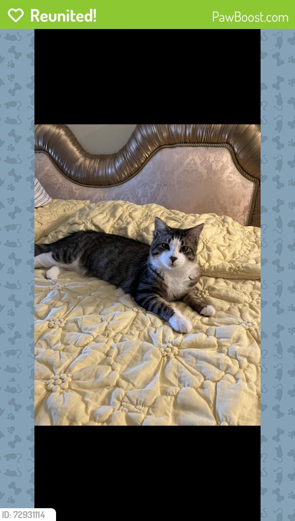 Reunited Male Cat last seen Near Mission St., Hesperia, CA, Hesperia, CA 92345