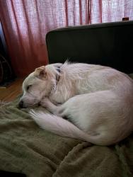Reunited Female Dog last seen E Roy ST & 10th AVE, near Lowell Elementary, Seattle, WA 98102