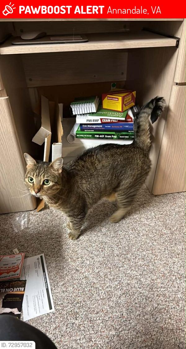 Lost Female Cat last seen Reedy drive and Hayden lane , Annandale, VA 22003