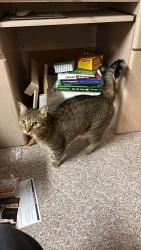 Lost Female Cat last seen Reedy drive and Hayden lane , Annandale, VA 22003