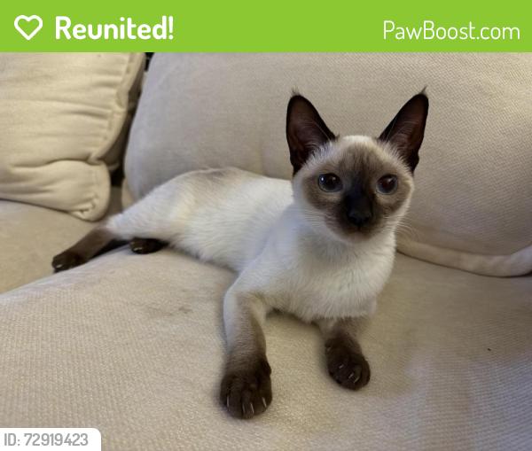 Reunited Female Cat last seen Madelyn and Orlando blvd , Port Charlotte, FL 33954