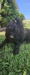 Reunited Female Dog last seen Kit Carson Trail, een, TX 76542, USA, Killeen, TX 76542
