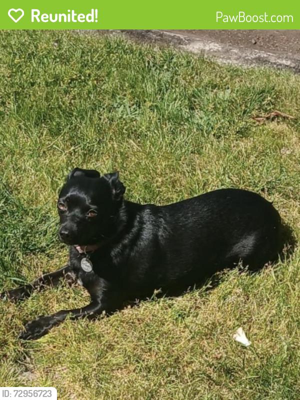 Reunited Female Dog last seen 320th & 21st street, Federal Way, WA 98003