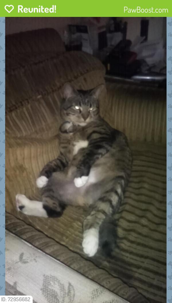 Reunited Female Cat last seen Block south of berryhill elementary , Berryhill, OK 74107