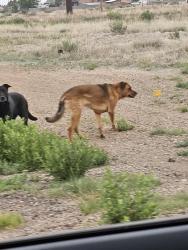 Found/Stray Unknown Dog last seen East Platteville blv and N Purcell blv, Pueblo West, CO 81007