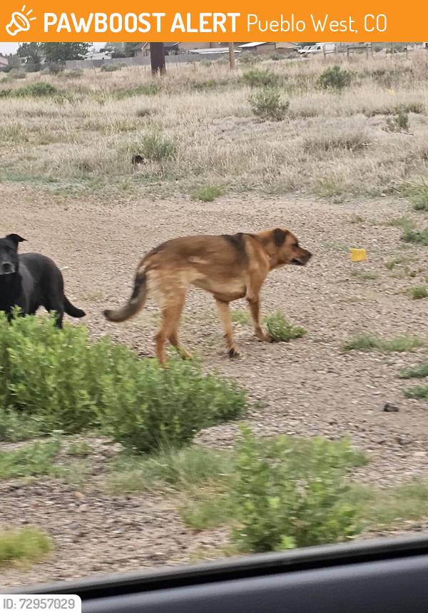 Found/Stray Unknown Dog last seen East Platteville blv and N Purcell blv, Pueblo West, CO 81007
