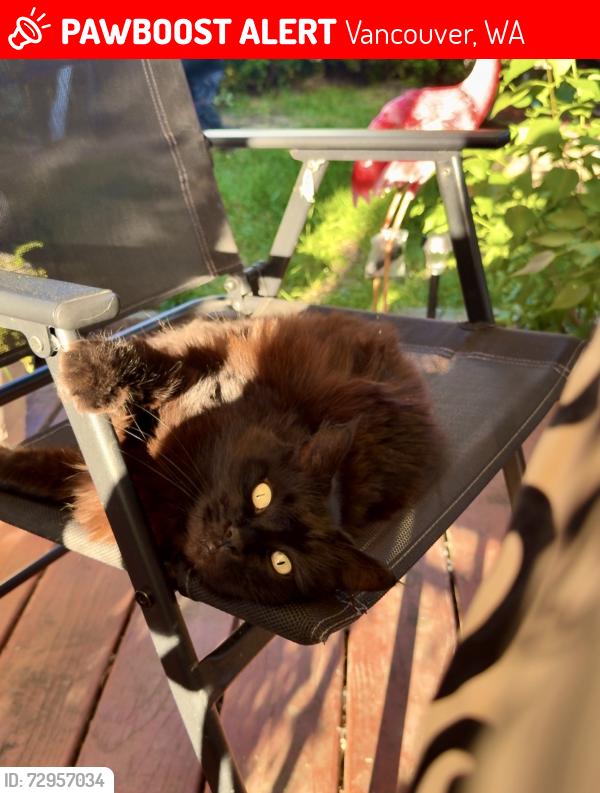 Lost Female Cat last seen Near ne 59th st, Vancouver, WA 98682
