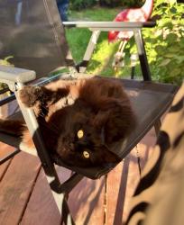 Lost Female Cat last seen Near ne 59th st, Vancouver, WA 98682