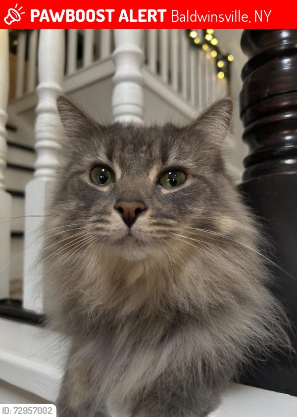 Lost Male Cat last seen Ellsworth Rd, Baldwinsville, NY 13027