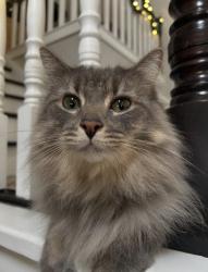 Lost Male Cat last seen Ellsworth Rd, Baldwinsville, NY 13027