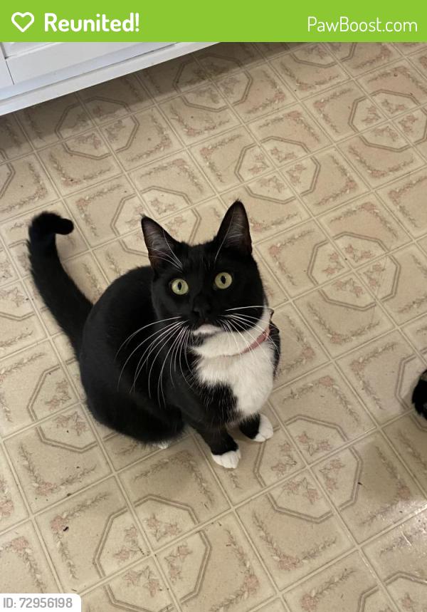 Reunited Female Cat last seen Harder rd and Jackson street, Hayward, CA 94544