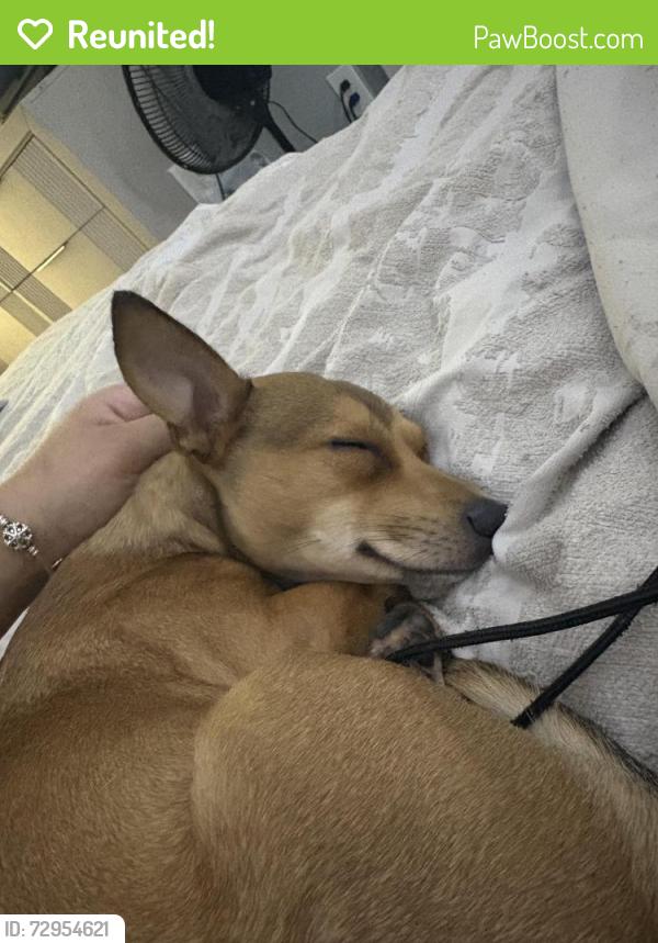 Reunited Female Dog last seen Near Leonard blvd, Lehigh Acres, FL 33973
