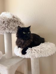 Lost Male Cat last seen Gilbert and Warner, Gilbert, AZ 85233