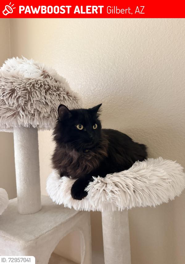 Lost Male Cat last seen Gilbert and Warner, Gilbert, AZ 85233