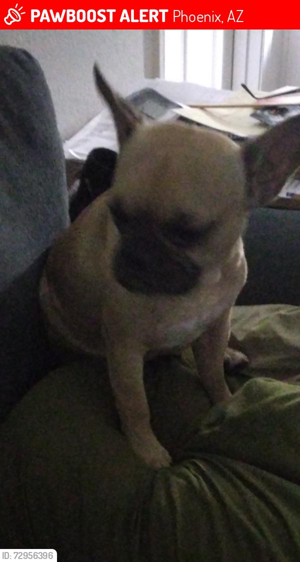 Lost Female Dog last seen 59th Avenue and Roosevelt St , Phoenix, AZ 85043