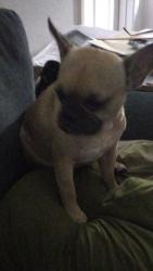 Lost Female Dog last seen 59th Avenue and Roosevelt St , Phoenix, AZ 85043