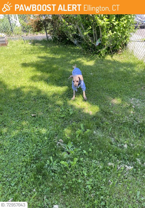 Found/Stray Male Dog last seen Ellington st, Ellington, CT 06029