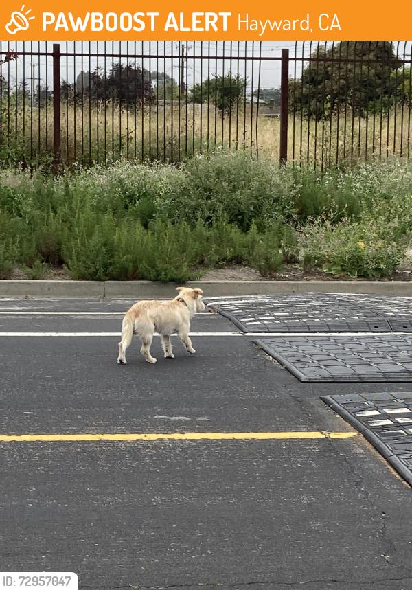 Found/Stray Unknown Dog last seen Darwin, Hayward, CA 94545
