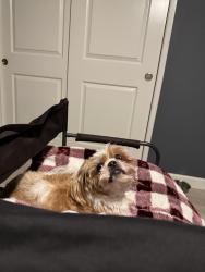 Lost Male Dog last seen Jenkins and Palm, Bakersfield, CA 93314
