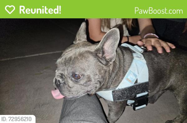 Reunited Female Dog last seen Near Tuni Pueblo Ct, Las Vegas, NV 89183, USA, Las Vegas, NV 89183