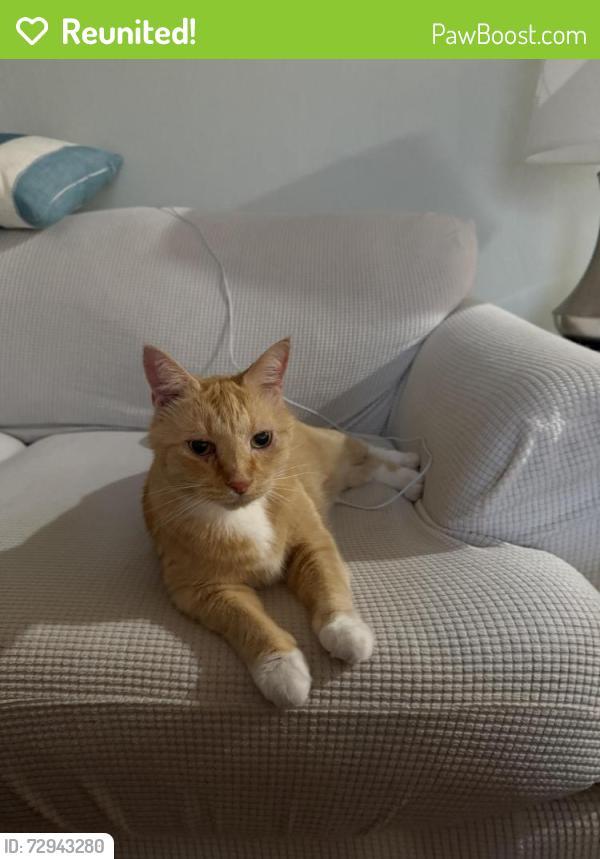 Reunited Male Cat last seen Washington Dr, Chesapeake, VA 23322