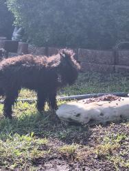 Reunited Unknown Dog last seen Kit Carson trail, Killeen, TX 76542