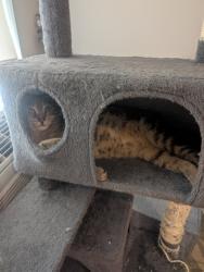 Reunited Male Cat last seen Blaisdell ave, Minneapolis, MN 55404