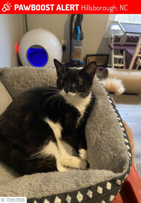 Lost Female Cat last seen Blair drive , Hillsborough, NC 27278