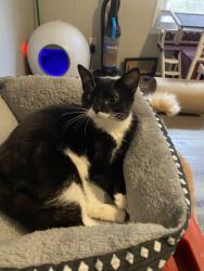 Lost Female Cat last seen Blair drive , Hillsborough, NC 27278