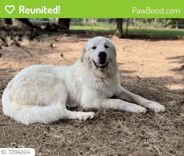 Reunited Female Dog last seen Mars Hill Rd & Old Mountain Rd., Cobb County, GA 30127