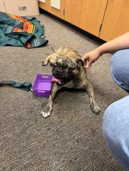 Found/Stray Unknown Dog last seen Near La Palma Ave La Palma, CA  90623 United States, La Palma, CA 90623
