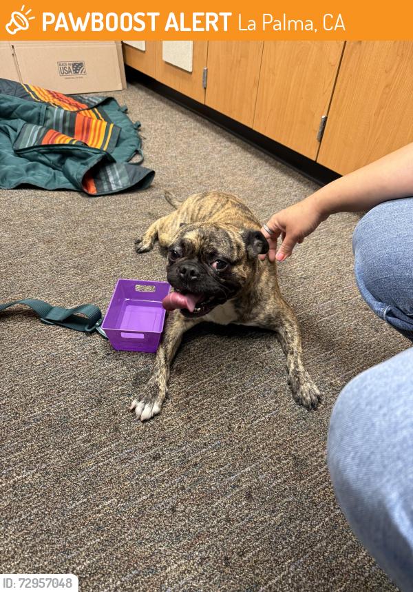 Found/Stray Unknown Dog last seen Near La Palma Ave La Palma, CA  90623 United States, La Palma, CA 90623