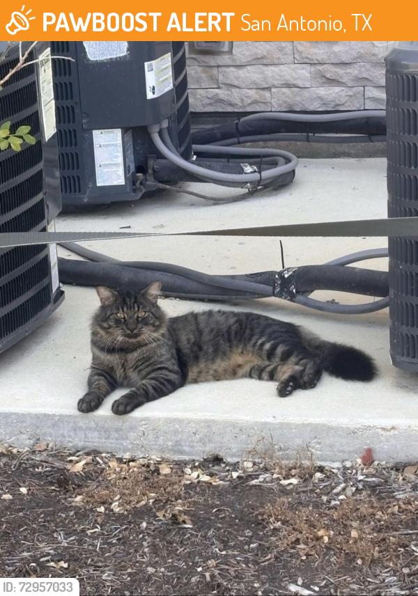 Found/Stray Male Cat last seen Peter Piper Pizza , San Antonio, TX 78253