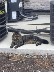 Found/Stray Male Cat last seen Peter Piper Pizza , San Antonio, TX 78253