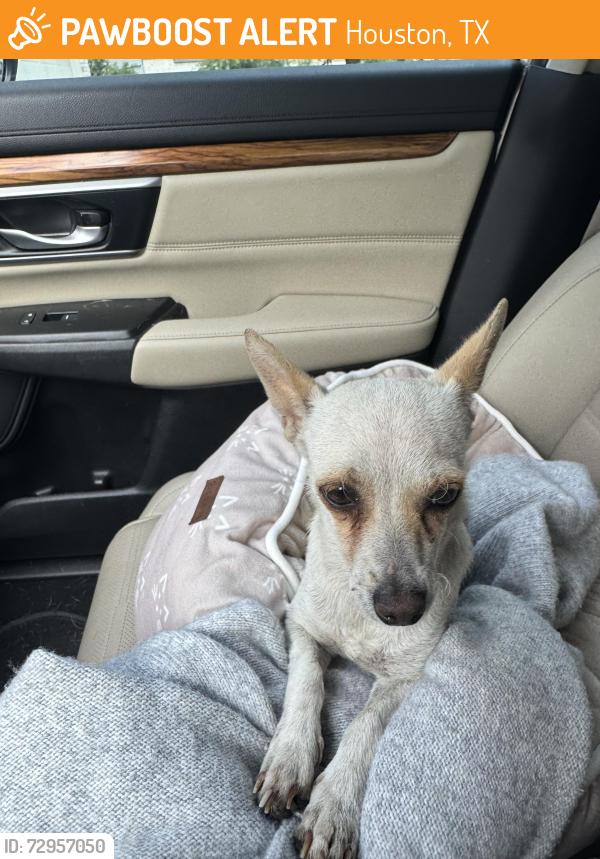 Found/Stray Unknown Dog last seen Sterling High School, Houston, TX 77048
