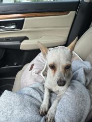 Found/Stray Unknown Dog last seen Sterling High School, Houston, TX 77048