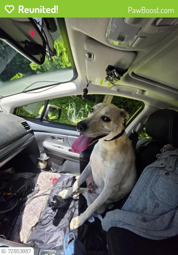 Reunited Unknown Dog last seen Sw vista Dr., Portland, OR 97225