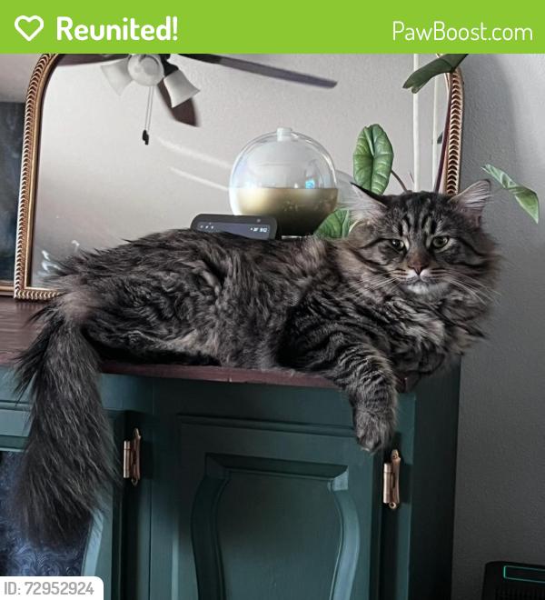Reunited Male Cat last seen Delaney Rd, Turner, OR 97392