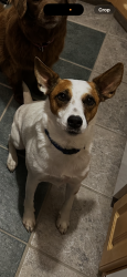 Reunited Male Dog last seen Boot rd, West Chester, PA 19380