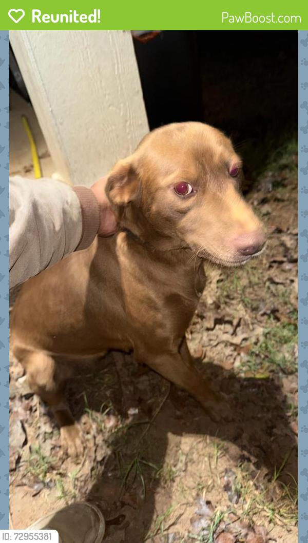 Reunited Female Dog last seen Lodgepole college station , College Station, TX 77845