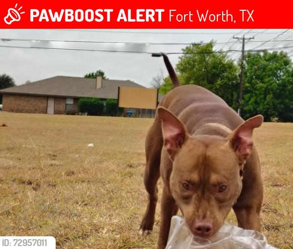 Lost Male Dog last seen Lancaster ave , Fort Worth, TX 76103