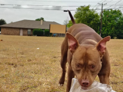 Lost Male Dog last seen Lancaster ave , Fort Worth, TX 76103