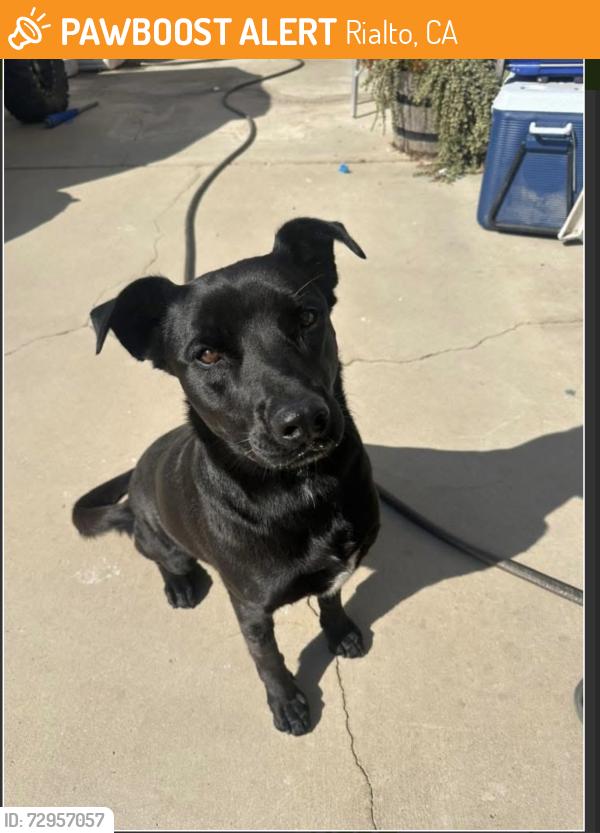 Found/Stray Female Dog last seen Riverside Ave, cactus Ave , Rialto, CA 92377