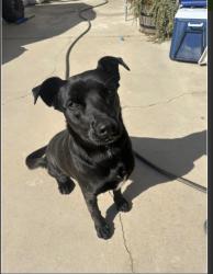 Found/Stray Female Dog last seen Riverside Ave, cactus Ave , Rialto, CA 92377