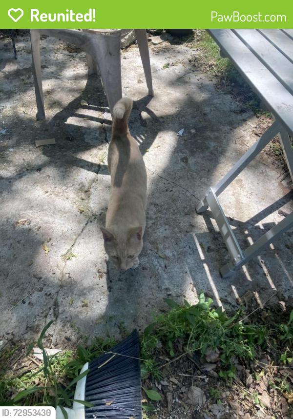 Reunited Unknown Cat last seen Ecorse and Maus, Ypsilanti, MI 48198